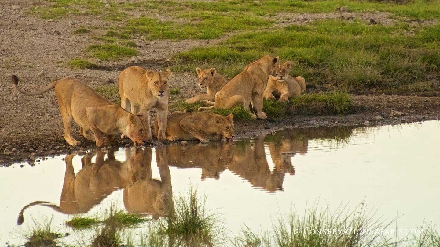 Lion pride in Serengeti, Tanzania