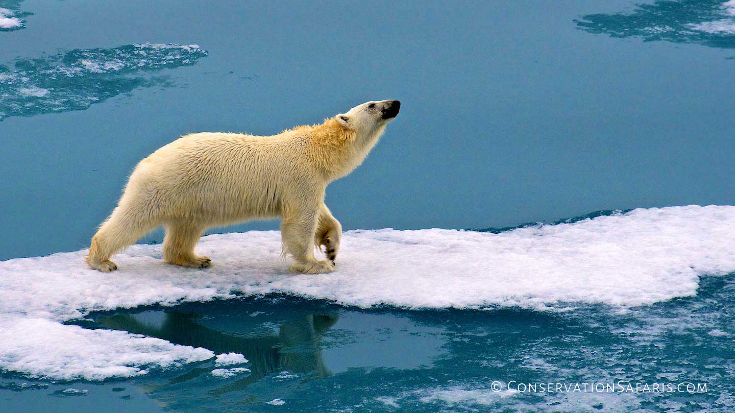 Arctic Polar Bear in Svalbard aka Spitsbergen