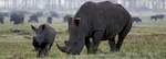 Rhino and baby in Nakuru, Kenya