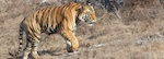 Tiger in Bhandavgar, India