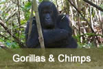 Gorillas & Chimps
